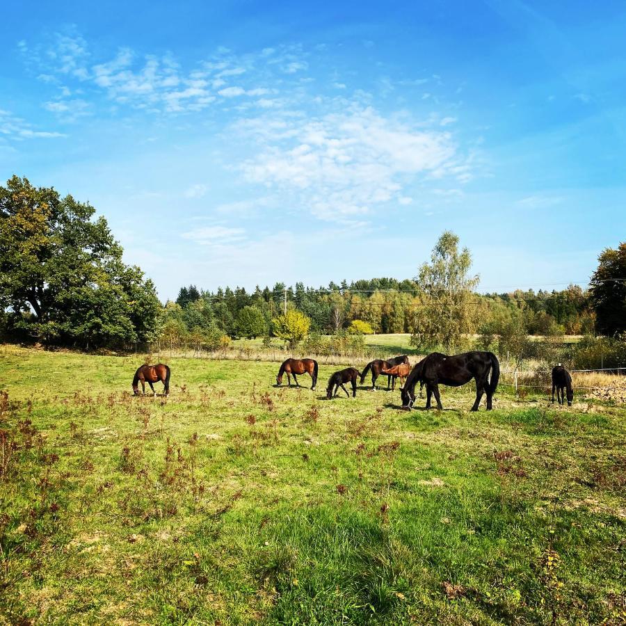 Koziula - Domki I Lesne Spa Na Kaszubach Przywidz  Exterior foto