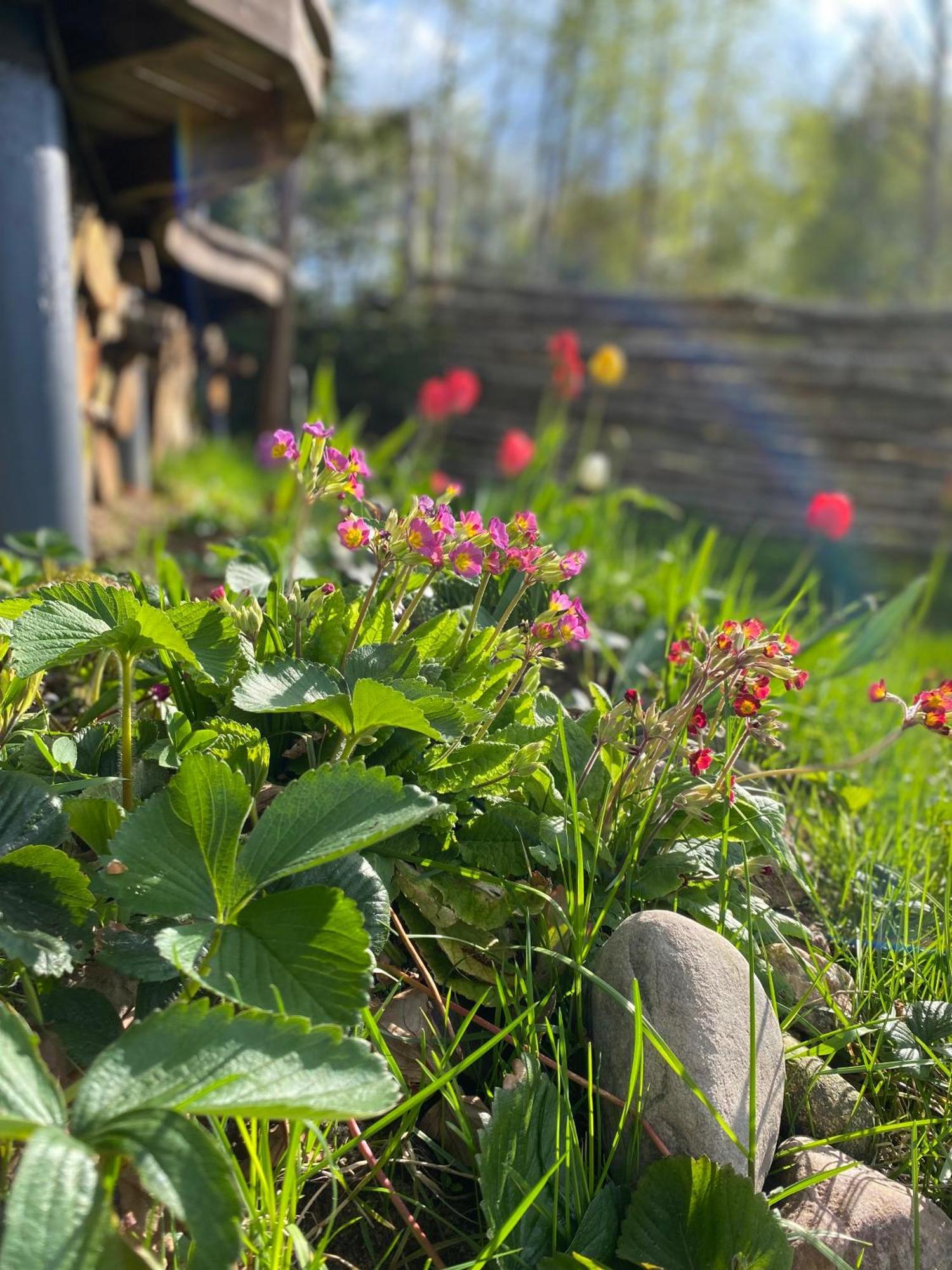 Koziula - Domki I Lesne Spa Na Kaszubach Przywidz  Exterior foto